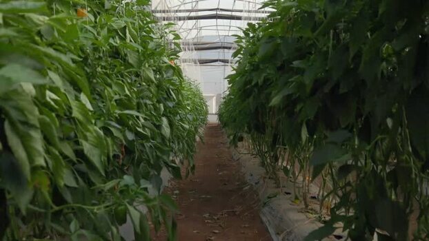 View of pepper plants in a greenhouse Mexico.