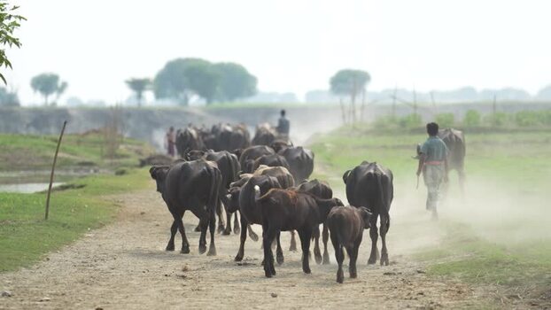 View of a herd of water buffalo walking along a dusty road Bangladesh. View of a herd of water buffalo walking along a dusty road Bangladesh.