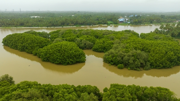 Aerial view of lush mangrove islands surrounded by calm river waters with dense palm tree forests in the background in Udupi Karnataka India.