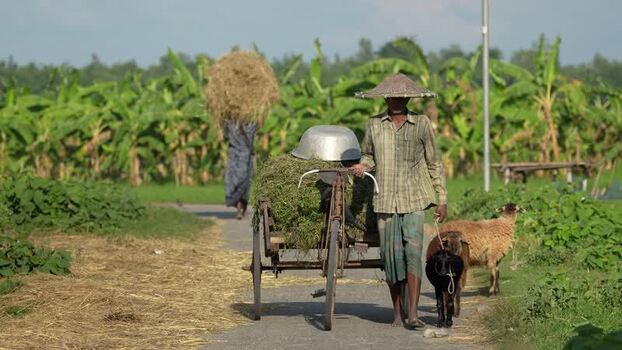 View of a farmer walking with a bicycle cart and goats Bangladesh.
