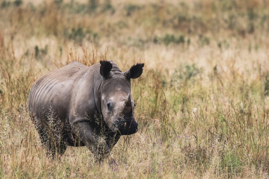View of a white rhinoceros walking through the tall golden grass of the savanna in Welgevonden Game Reserve Waterberg District Municipality Limpopo South Africa.