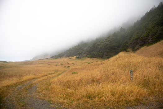 View of a dirt path winding through golden dry grass toward a forested hillside shrouded in thick fog at the Lost Coast Humboldt County California United States.
