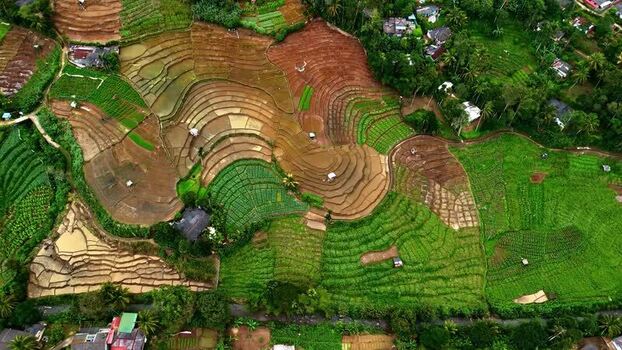 Aerial view of rice terraces in Sri Lanka.