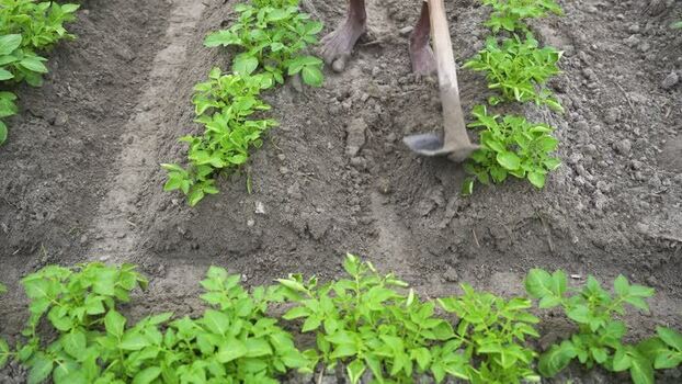 View of a farmer using a hoe in a potato field Bangladesh. View of a farmer using a hoe in a potato field Bangladesh.