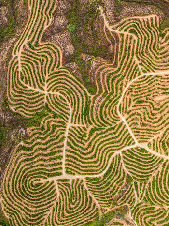 Aerial view of an olive grove with contour plowed rows following the hilly terrain in Andalusia Spain. Aerial view of an olive grove with contour plowed rows following the hilly terrain in Andalusia Spain.