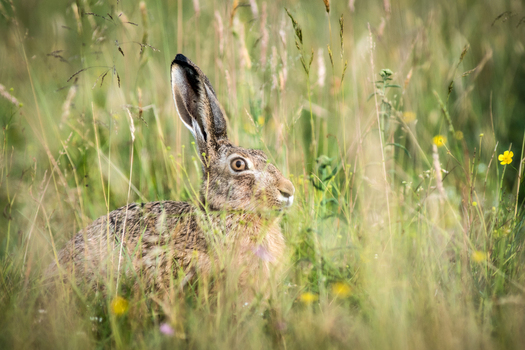 View of a European hare sitting in tall green grass with wildflowers in Debrzno Pomeranian Voivodeship Poland.