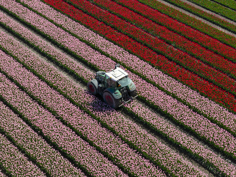 Aerial view of a tractor working in a field of vibrant pink and red tulips in the Netherlands. Aerial view of a tractor working in a field of vibrant pink and red tulips in the Netherlands.