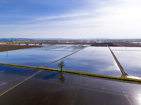 Aerial view of the flooded rice fields of Tenuta Colombara with a lone tree reflecting in the water under a clear sky in Livorno Ferraris Piemonte Italy.