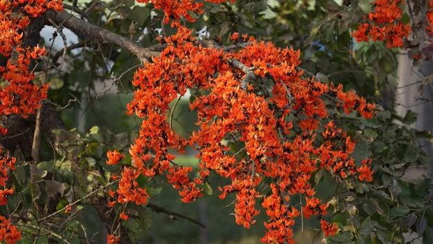View of vibrant orange flowers blooming on a tree branch Nepal.