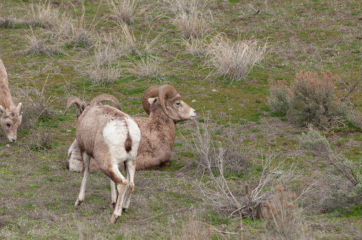 View of bighorn sheep resting in a grassy field in Yellowstone National Park United States. View of bighorn sheep resting in a grassy field in Yellowstone National Park United States.