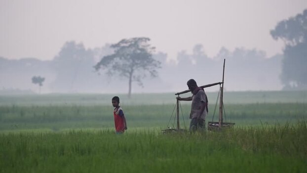 View of a farmer and child in a misty rice field Bangladesh. View of a farmer and child in a misty rice field Bangladesh.