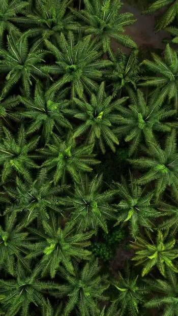 Aerial view of Llorona Palm Fields in Quepos Costa Rica.