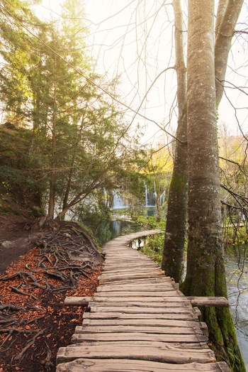 View of a wooden boardwalk path winding through a lush forest with waterfalls in the distance at Plitvice Lakes National Park Croatia.
