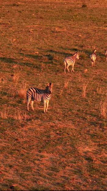 Aerial view of zebras grazing in the savanna during golden hour in Waterberg District Municipality Limpopo South Africa. Aerial view of zebras grazing in the savanna during golden hour in Waterberg District Municipality Limpopo South Africa.
