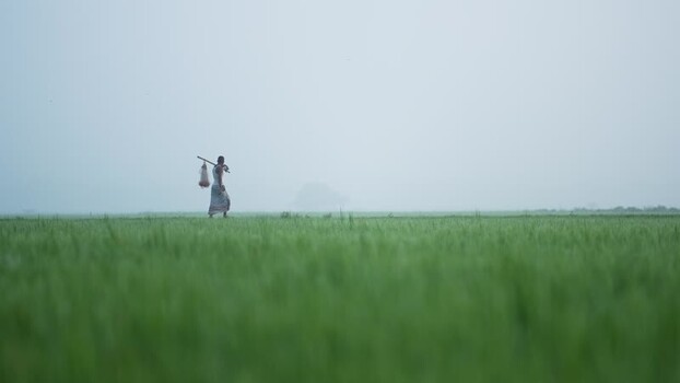 View of a man walking through a misty rice field in Bangladesh. View of a man walking through a misty rice field in Bangladesh.