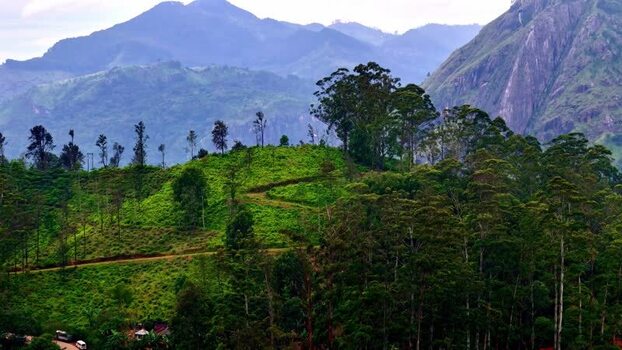 Aerial view of lush tea plantations in the mountains Sri Lanka.