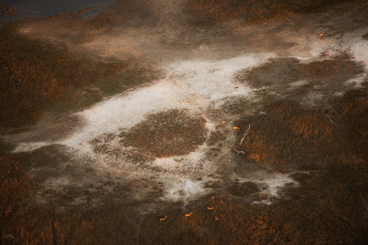 Aerial view of the Okavango Delta featuring a dry sandy clearing surrounded by marshland with small antelope grazing in the golden light Maun North West District Botswana. Aerial view of the Okavango Delta featuring a dry sandy clearing surrounded by marshland with small antelope grazing in the golden light Maun North West District Botswana.