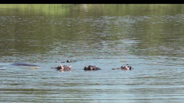 View of hippos in a river in Kruger National Park South Africa.