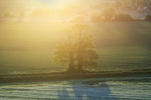 Aerial view of a solitary tree standing in a lush green field during a hazy golden sunset in Oldtown County Dublin Ireland. Aerial view of a solitary tree standing in a lush green field during a hazy golden sunset in Oldtown County Dublin Ireland.