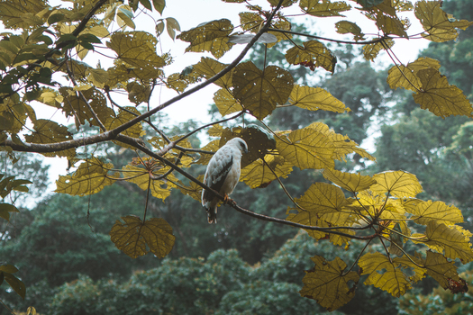View of a white hawk perched on a branch amidst the dense foliage of a rainforest in Costa Rica.