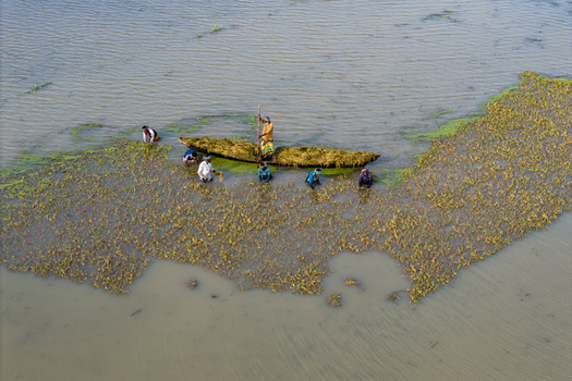Itna Bangladesh 04 May 2026 Aerial view of fishermen harvesting aquatic plants from a wooden boat in the flooded wetlands of the haor region. Itna Bangladesh 04 May 2026 Aerial view of fishermen harvesting aquatic plants from a wooden boat in the flooded wetlands of the haor region.