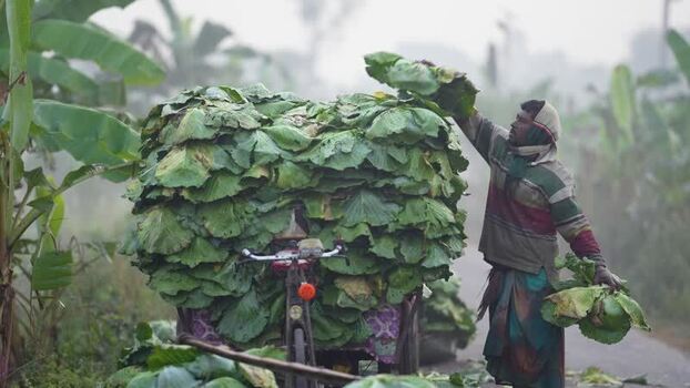 View of a man loading large green leaves onto a bicycle Bangladesh. View of a man loading large green leaves onto a bicycle Bangladesh.
