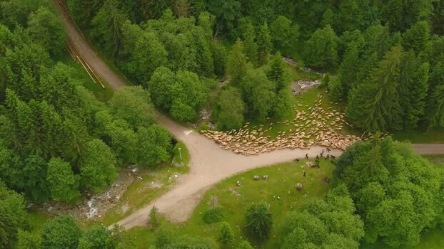 Aerial view of sheep flock on forest road in Romania. Aerial view of sheep flock on forest road in Romania.