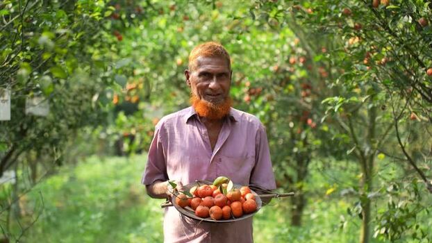 View of a man holding a tray of oranges in an orchard Bangladesh. View of a man holding a tray of oranges in an orchard Bangladesh.