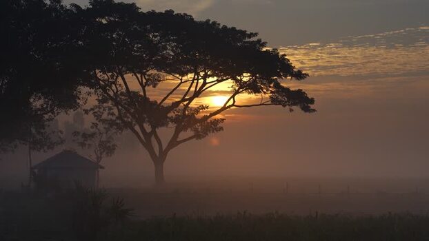 View of a sunrise behind a silhouetted tree in Bogura Bangladesh View of a sunrise behind a silhouetted tree in Bogura Bangladesh