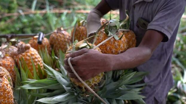 View of a worker tying ripe pineapples with a rope Bangladesh. View of a worker tying ripe pineapples with a rope Bangladesh.