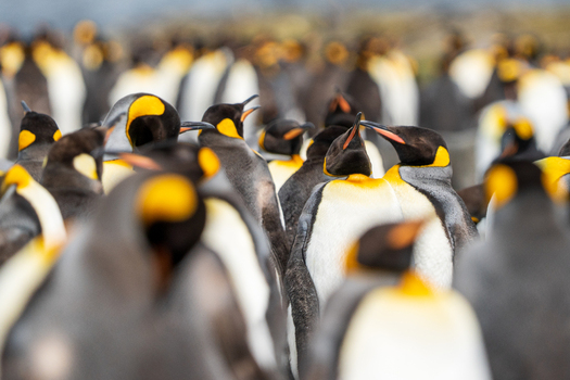 View of a large colony of king penguins standing together in the coastal landscape of Saint Andrew s Bay South Georgia and the South Sandwich Islands.