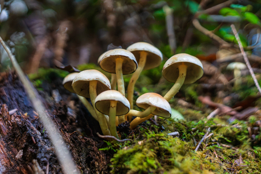 View of a cluster of Conifer Tuft mushrooms growing on a decaying log in a damp woodland in Cornwall England United Kingdom.