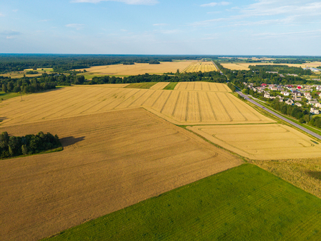 Aerial view of golden wheat fields and green pastures bordered by a small village and forest patches under a clear blue sky in Anyksciai District Municipality Utena County Lithuania.
