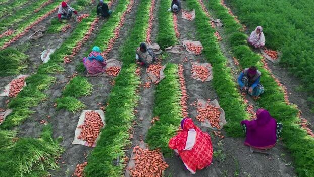 Aerial view of farmers harvesting carrots in a field Bangladesh. Aerial view of farmers harvesting carrots in a field Bangladesh.