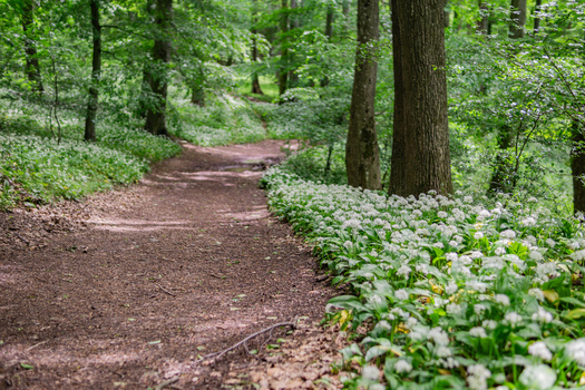View of a forest path lined with blooming wild garlic flowers near Driny in the Male Karpaty mountains Smolenice Trnava Region Slovakia. View of a forest path lined with blooming wild garlic flowers near Driny in the Male Karpaty mountains Smolenice Trnava Region Slovakia.