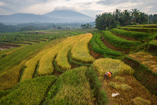 Aerial view of the lush Ngendrosari rice terraces with a farmer harvesting golden crops under a cloudy sky in Kajoran Central Java Indonesia. Aerial view of the lush Ngendrosari rice terraces with a farmer harvesting golden crops under a cloudy sky in Kajoran Central Java Indonesia.