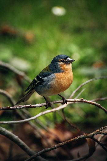View of a small colorful bird perched on a delicate branch its feathers a blend of blue orange and brown against a backdrop of blurred green Azores Portugal. View of a small colorful bird perched on a delicate branch its feathers a blend of blue orange and brown against a backdrop of blurred green Azores Portugal.