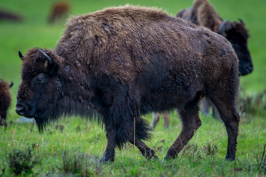 View of an American bison grazing in a lush green meadow within Yellowstone National Park Wyoming United States. View of an American bison grazing in a lush green meadow within Yellowstone National Park Wyoming United States.