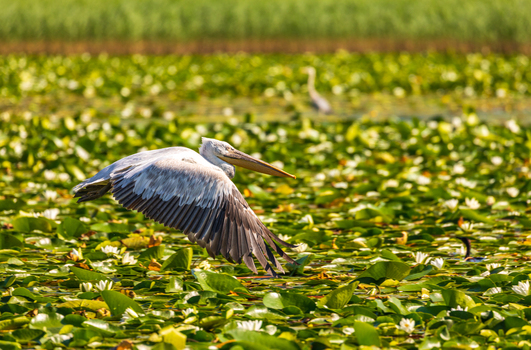 View of a Dalmatian pelican in flight over a field of white water lilies on the surface of Skadar Lake Virpazar Bar Municipality Montenegro. View of a Dalmatian pelican in flight over a field of white water lilies on the surface of Skadar Lake Virpazar Bar Municipality Montenegro.