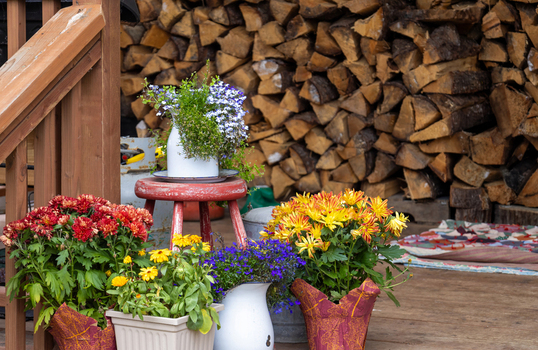 View of potted flowers including red and yellow chrysanthemums and blue lobelia arranged on a wooden deck with a large stack of firewood in the background in Haines Alaska United States. View of potted flowers including red and yellow chrysanthemums and blue lobelia arranged on a wooden deck with a large stack of firewood in the background in Haines Alaska United States.