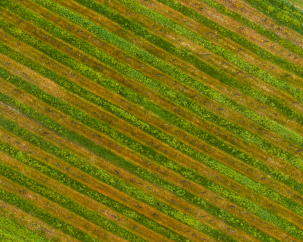 Aerial view of the geometric patterns of vineyards in the Valdarno valley with diagonal rows of green vines and brown soil Florence Tuscany Italy. Aerial view of the geometric patterns of vineyards in the Valdarno valley with diagonal rows of green vines and brown soil Florence Tuscany Italy.