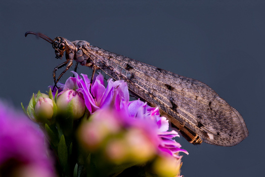 View of an antlion insect resting on vibrant pink flowers with a dark blurred background in Wittenheim Grand Est France.