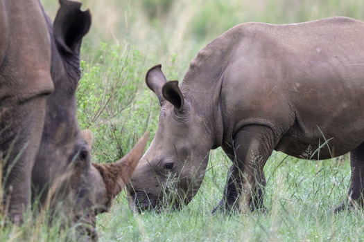 View of a white rhinoceros calf grazing in the tall green grass next to its mother at Welgevonden Game Reserve in Waterberg District Municipality Limpopo South Africa.