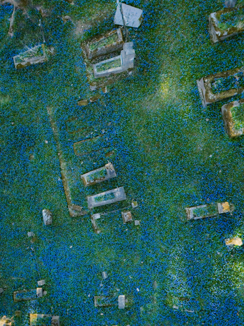 Aerial view of Bernardine Cemetery with weathered stone graves nestled among a carpet of vibrant blue spring flowers in Vilnius Vilniaus apskritis Lithuania. Aerial view of Bernardine Cemetery with weathered stone graves nestled among a carpet of vibrant blue spring flowers in Vilnius Vilniaus apskritis Lithuania.