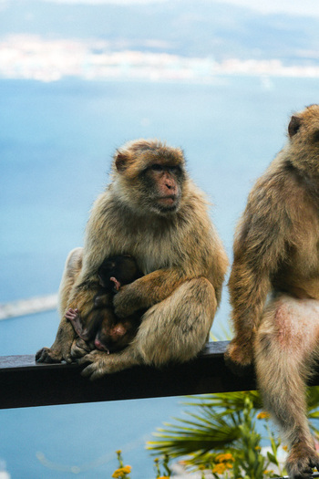 View of Barbary macaque mother tenderly cradles her infant their fur a warm contrast to the distant cool blue sea perched above the city Gibraltar Gibraltar. View of Barbary macaque mother tenderly cradles her infant their fur a warm contrast to the distant cool blue sea perched above the city Gibraltar Gibraltar.