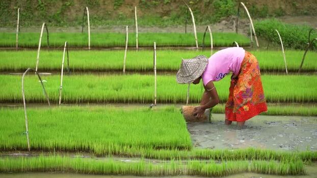 View of a woman working in a rice seedling bed Bangladesh.