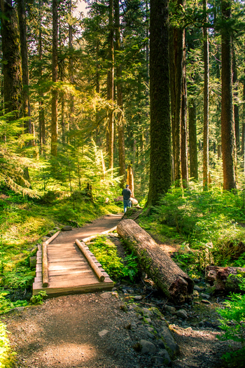View of a person walking on a wooden footbridge through a sunlit forest with tall evergreen trees and mossy logs in Olympic National Park Port Angeles Washington United States.