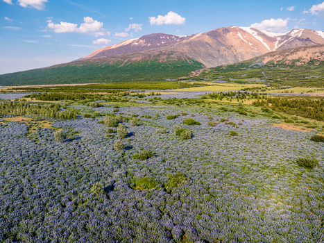 Aerial view of a vast field of purple lupine flowers blooming in the Icelandic landscape with snow capped mountains under a clear blue sky in Iceland. Aerial view of a vast field of purple lupine flowers blooming in the Icelandic landscape with snow capped mountains under a clear blue sky in Iceland.