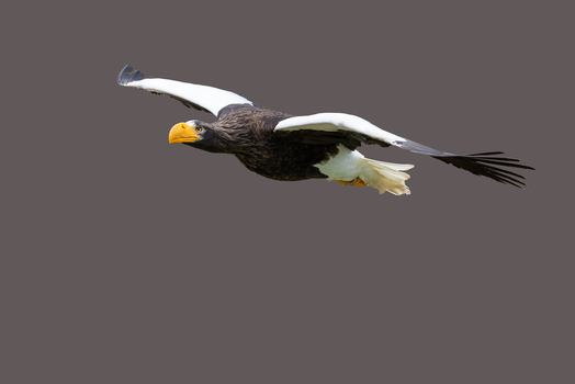 View of a Steller s Sea Eagle in flight showing its powerful wings and bright yellow beak Selestat Grand Est France.