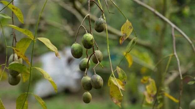 View of hog plums hanging from a tree branch Bangladesh. View of hog plums hanging from a tree branch Bangladesh.